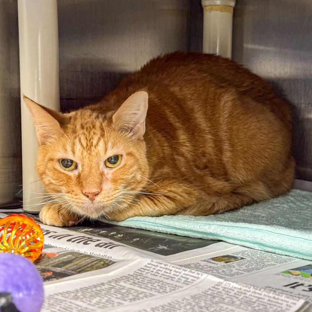 Enlarge Baby Brother, a Adoptable Domestic Short Hair in Kennebunk, ME image 2/5
