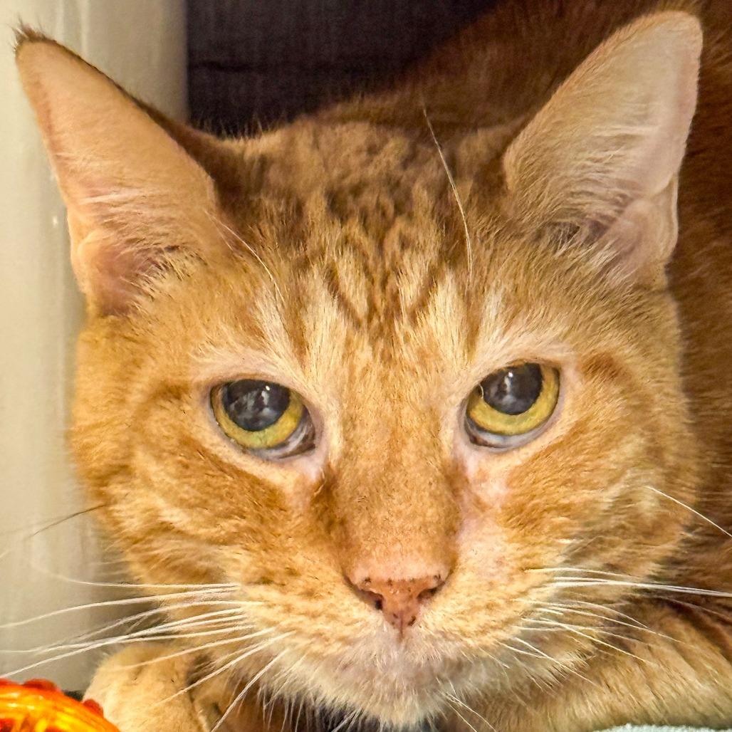 Enlarge Baby Brother, a Adoptable Domestic Short Hair in Kennebunk, ME image 3/5
