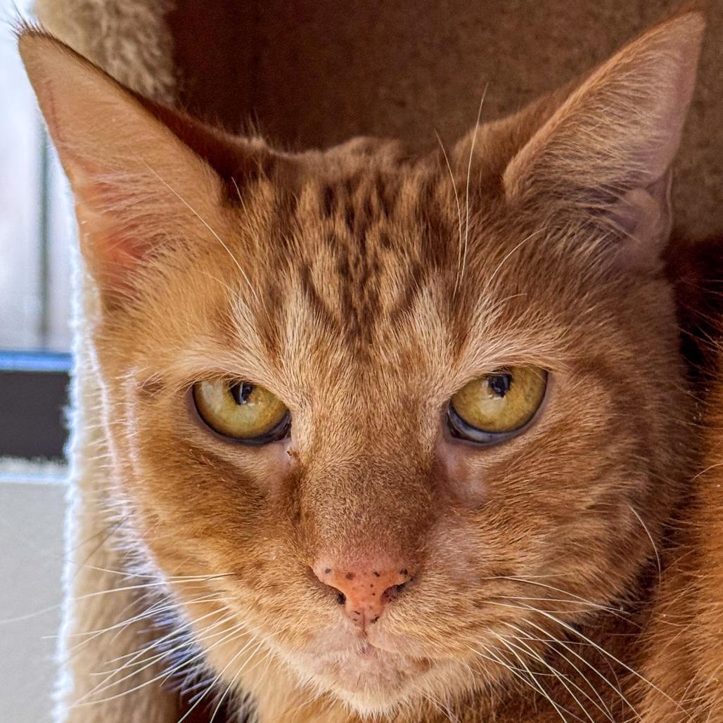 Enlarge Baby Brother, a Adoptable Domestic Short Hair in Kennebunk, ME image 4/5