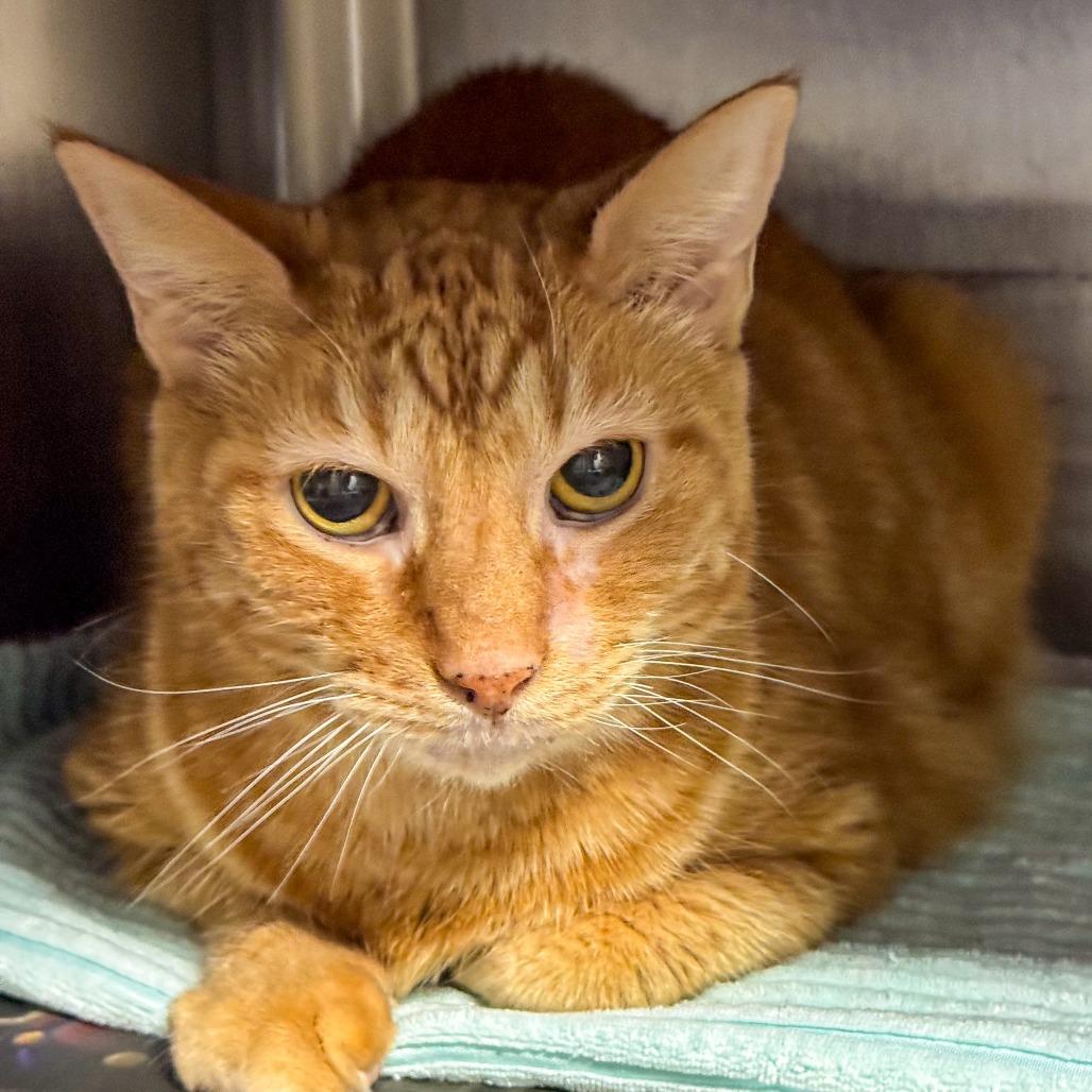 Enlarge Baby Brother, a Adoptable Domestic Short Hair in Kennebunk, ME image 5/5