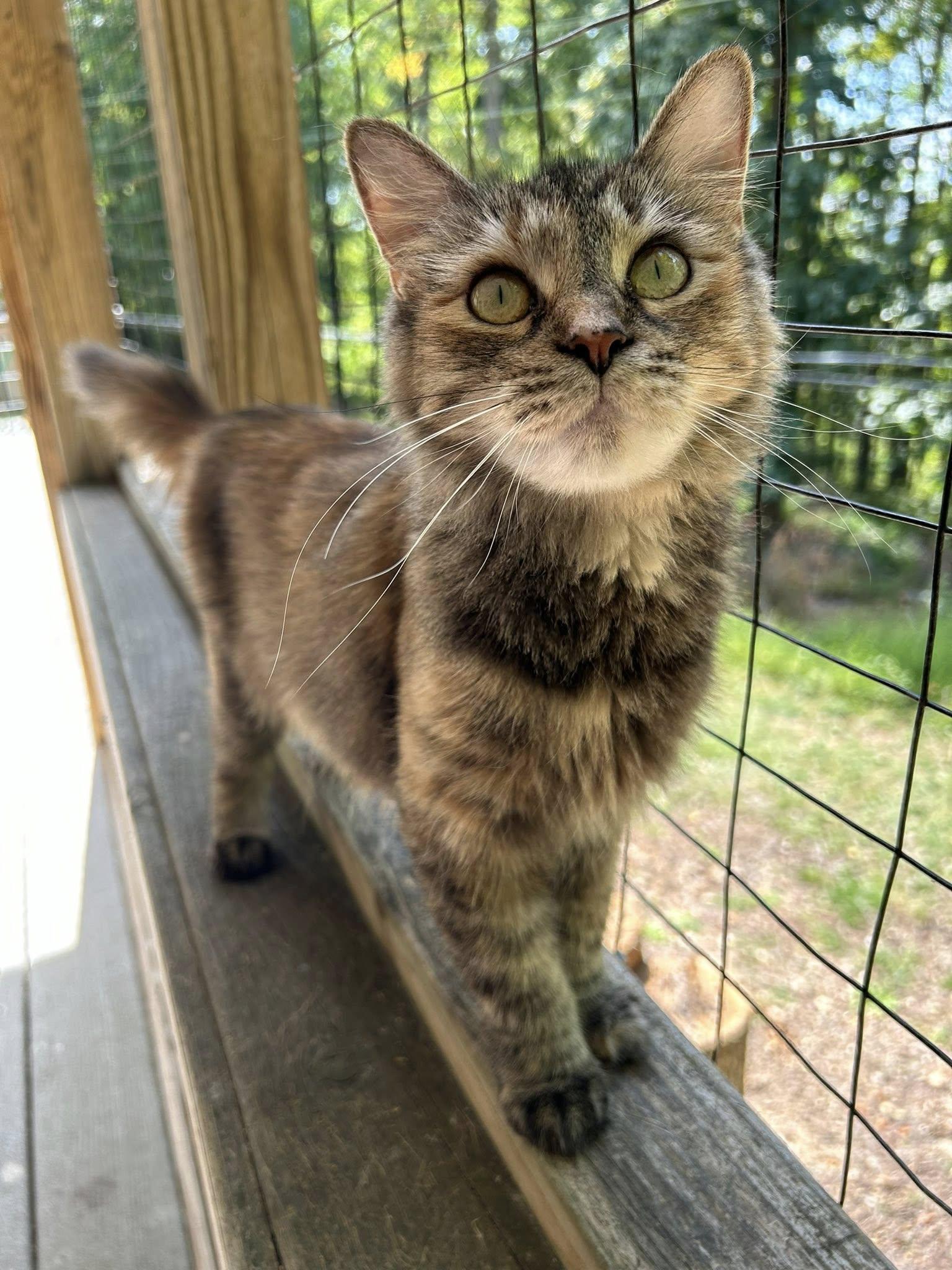 Tallulah