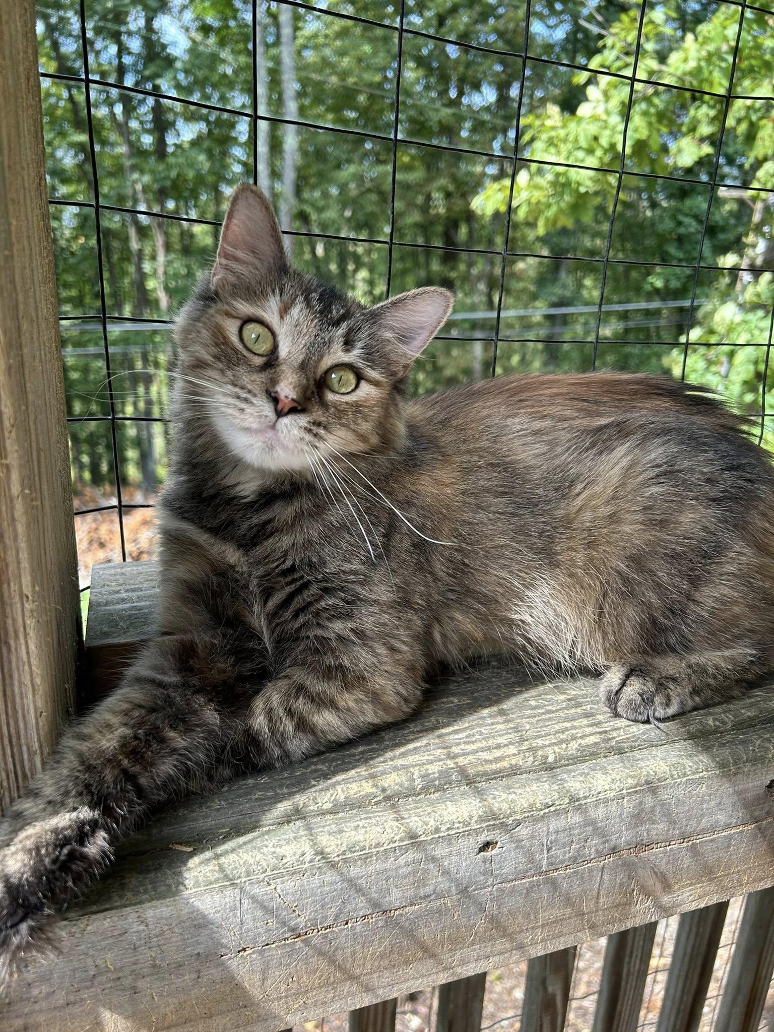 Tallulah, a Adoptable Domestic Medium Hair in Dellslow, WV image 2/6