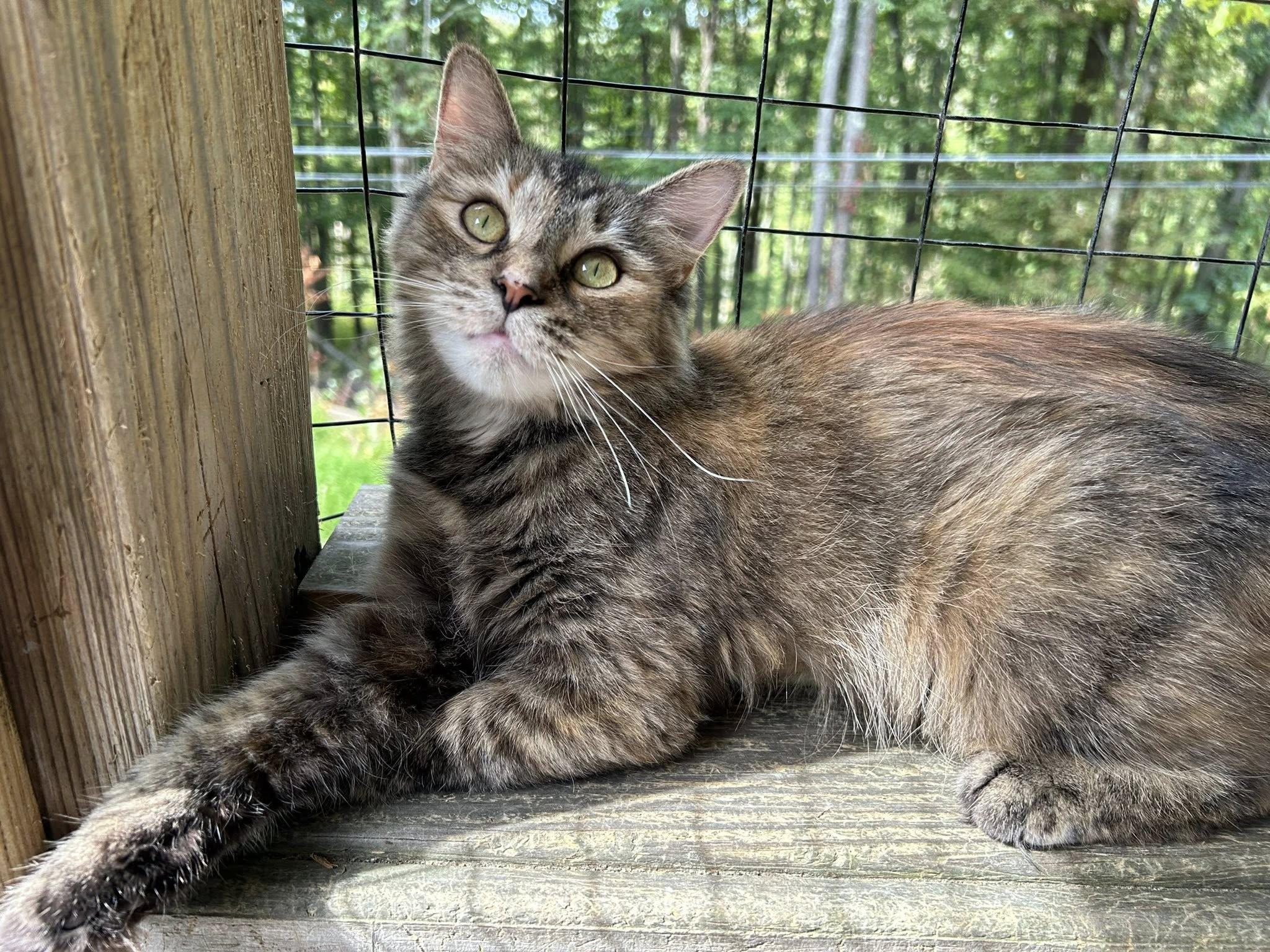 Tallulah, a Adoptable Domestic Medium Hair in Dellslow, WV image 5/6