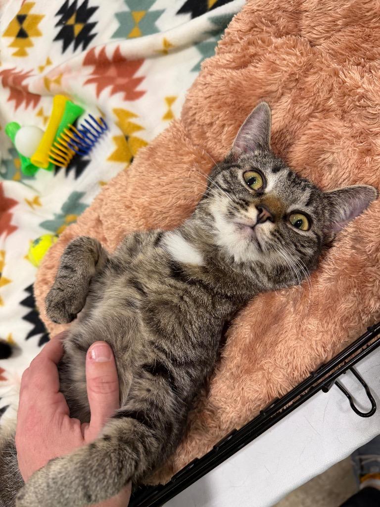 Larissa, Adoptable, Kitten Female Domestic Short Hair.