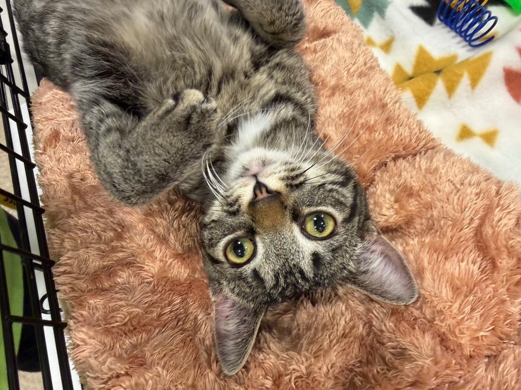 Enlarge Larissa, a Adoptable mixed breed in Waverly, NY image 2/6