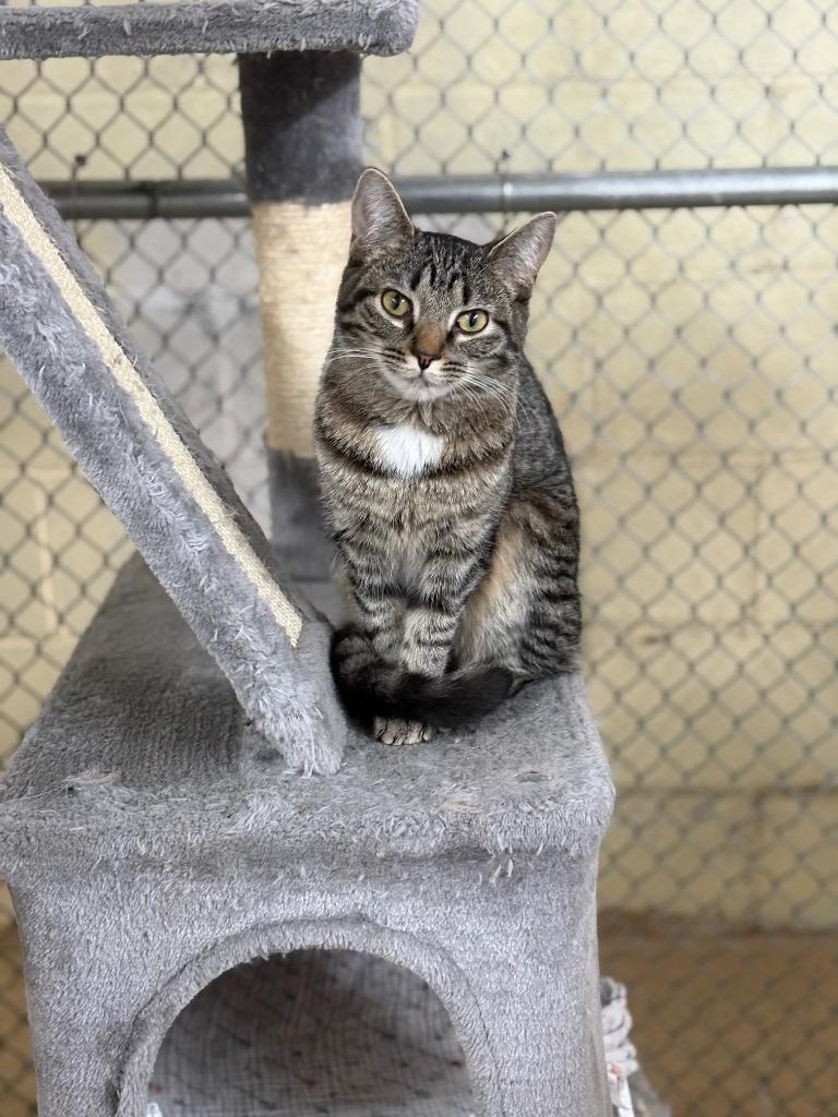 Enlarge Larissa, a Adoptable mixed breed in Waverly, NY image 3/6