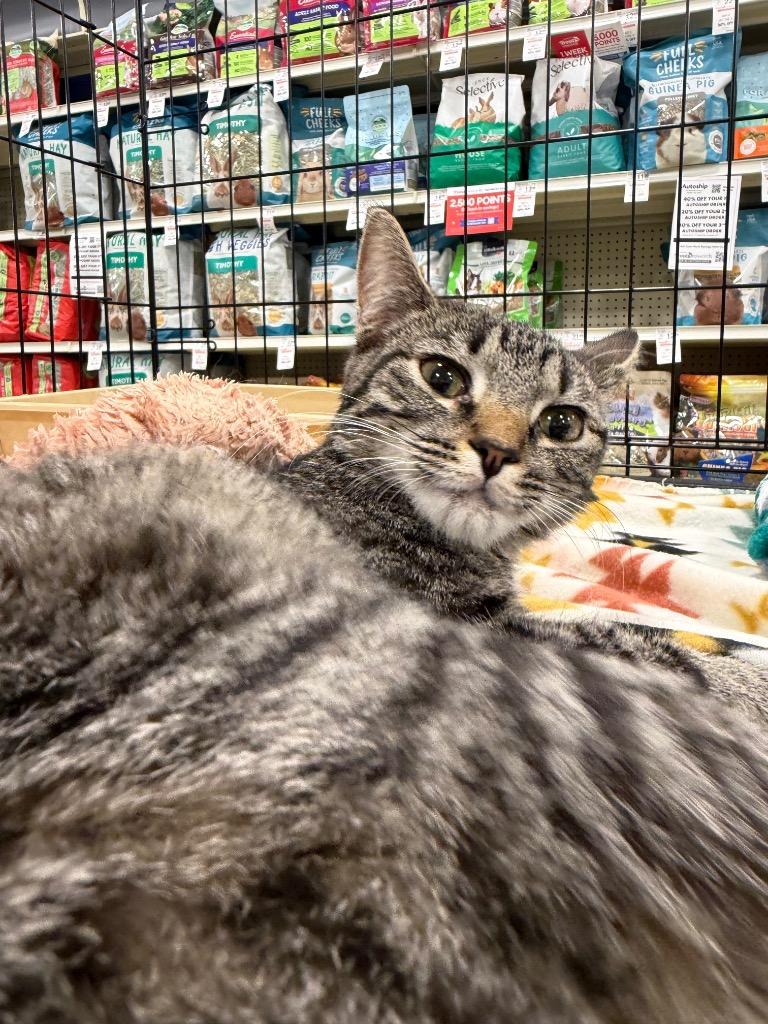 Enlarge Larissa, a Adoptable mixed breed in Waverly, NY image 4/6