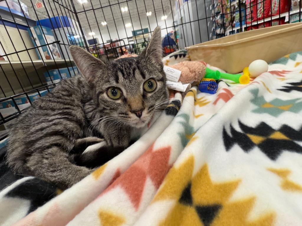 Enlarge Larissa, a Adoptable mixed breed in Waverly, NY image 5/6