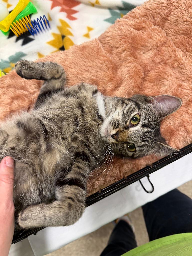 Enlarge Larissa, a Adoptable mixed breed in Waverly, NY image 6/6