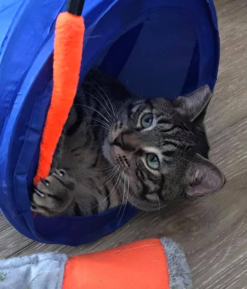 Jonah, Adopted, Adult Male Domestic Short Hair.