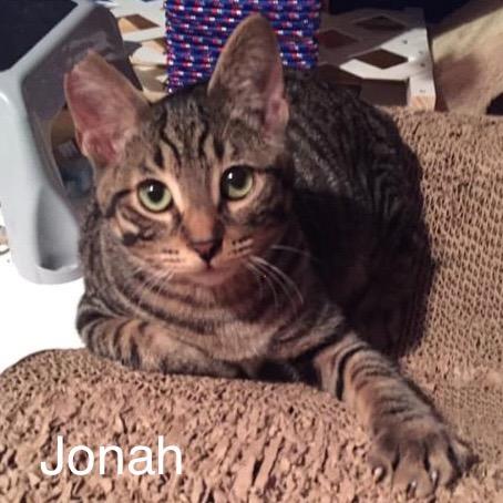 Enlarge Jonah, a Adopted mixed breed in Battle Creek, MI image 2/4