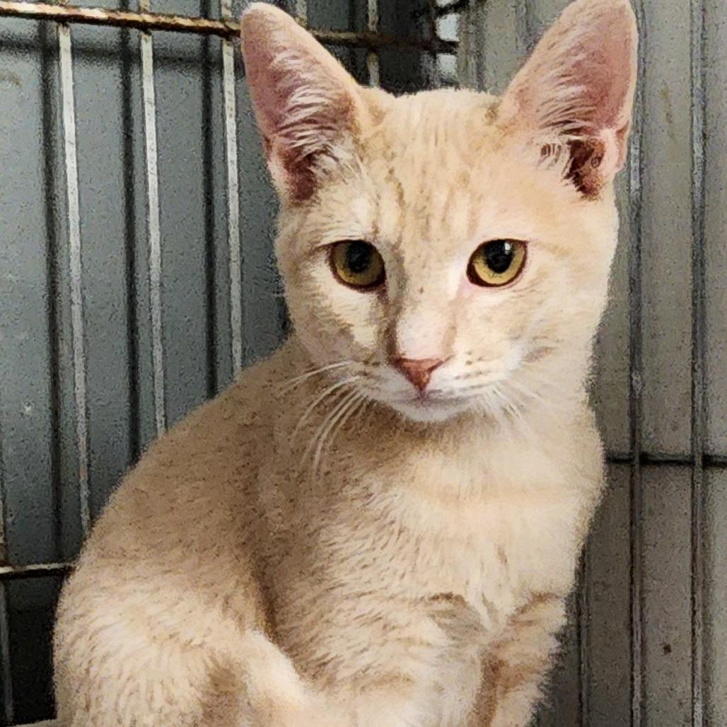 Enlarge Archie K46116, a Adoptable Domestic Short Hair in Corsicana, TX image 1/3