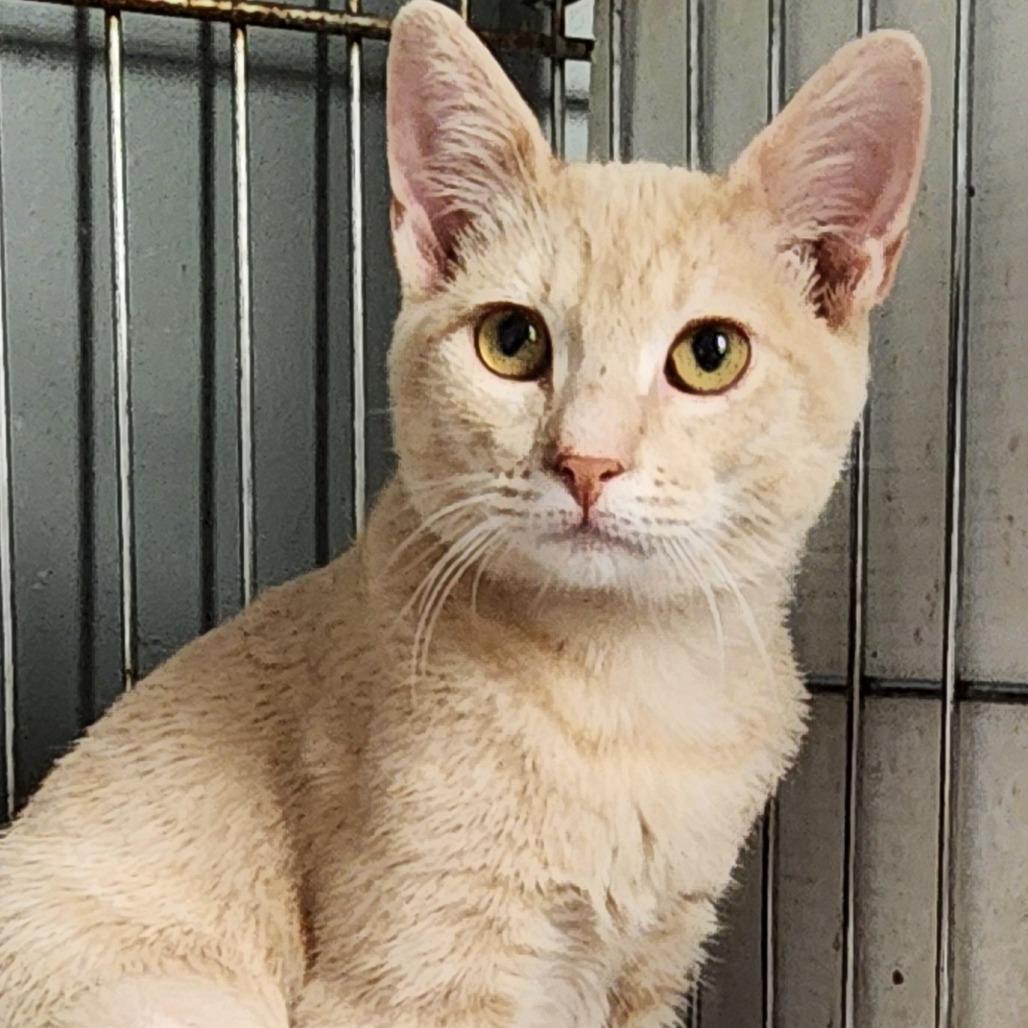 Enlarge Archie K46116, a Adoptable Domestic Short Hair in Corsicana, TX image 2/3