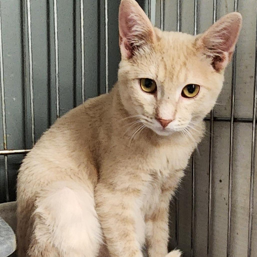 Enlarge Archie K46116, a Adoptable Domestic Short Hair in Corsicana, TX image 3/3
