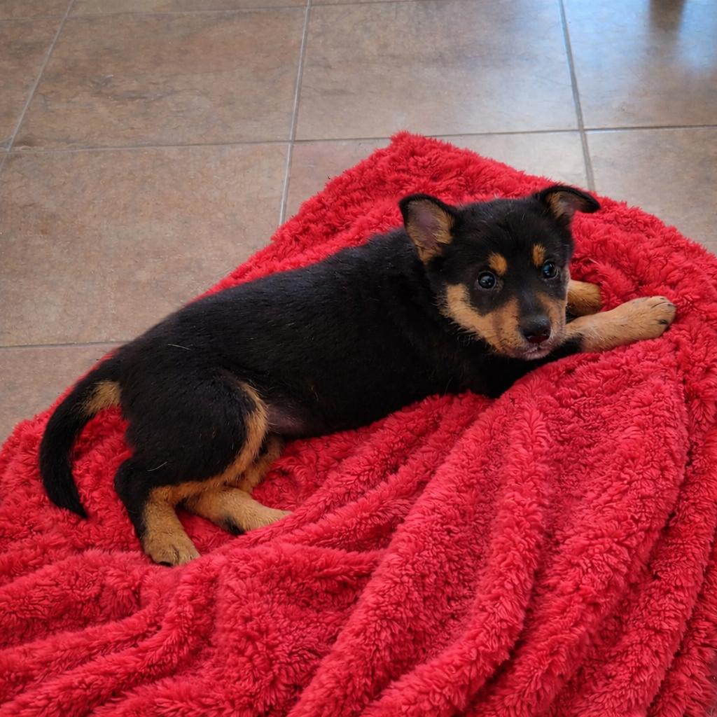 Zoro — thumbnail 3