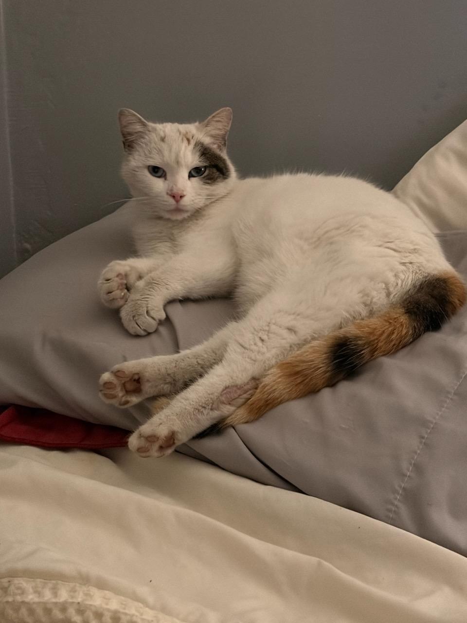 Enlarge Lilly, a ADOPTABLE Calico in Concord, OH image 2/3