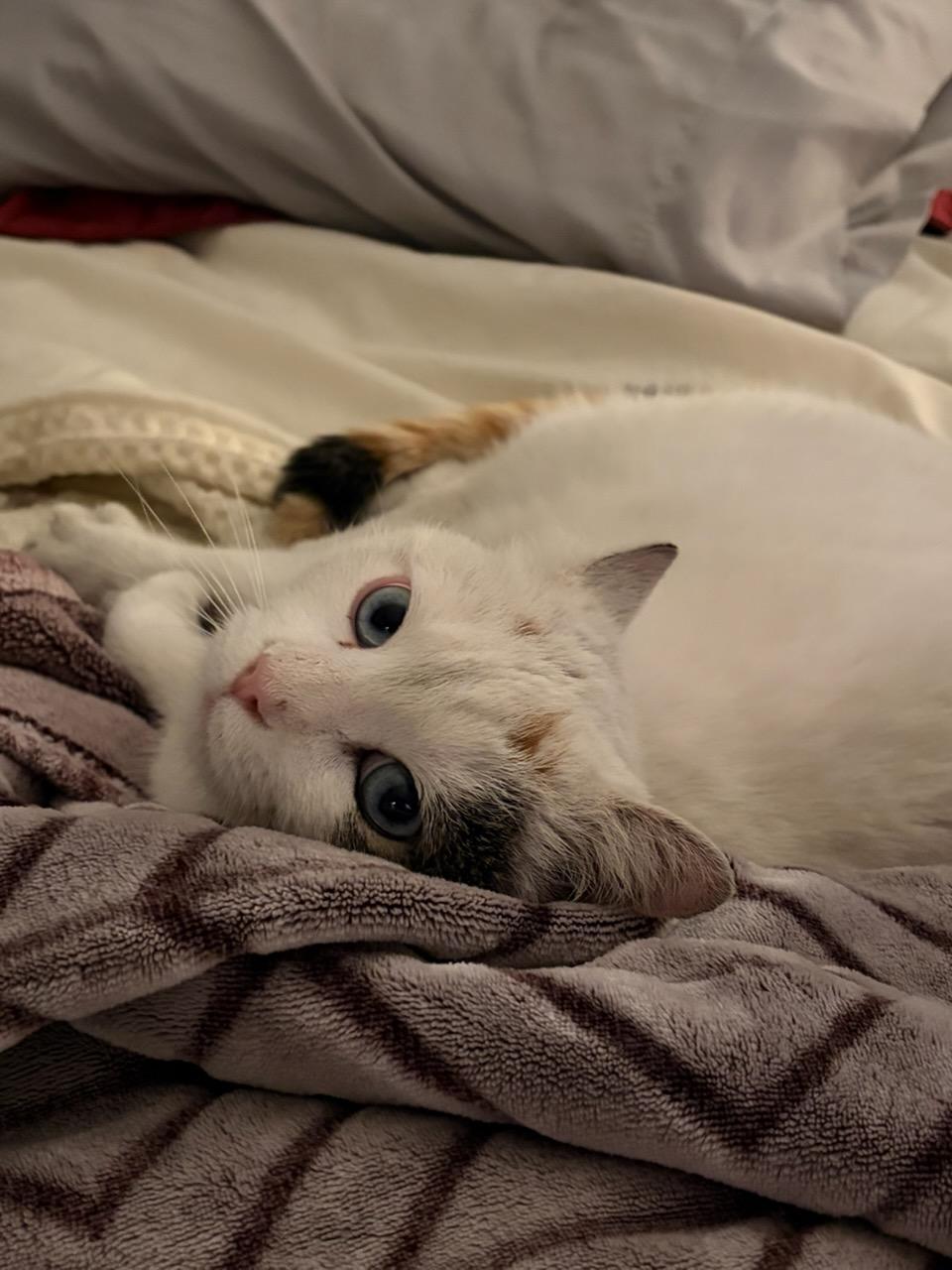 Enlarge Lilly, a ADOPTABLE Calico in Concord, OH image 1/3