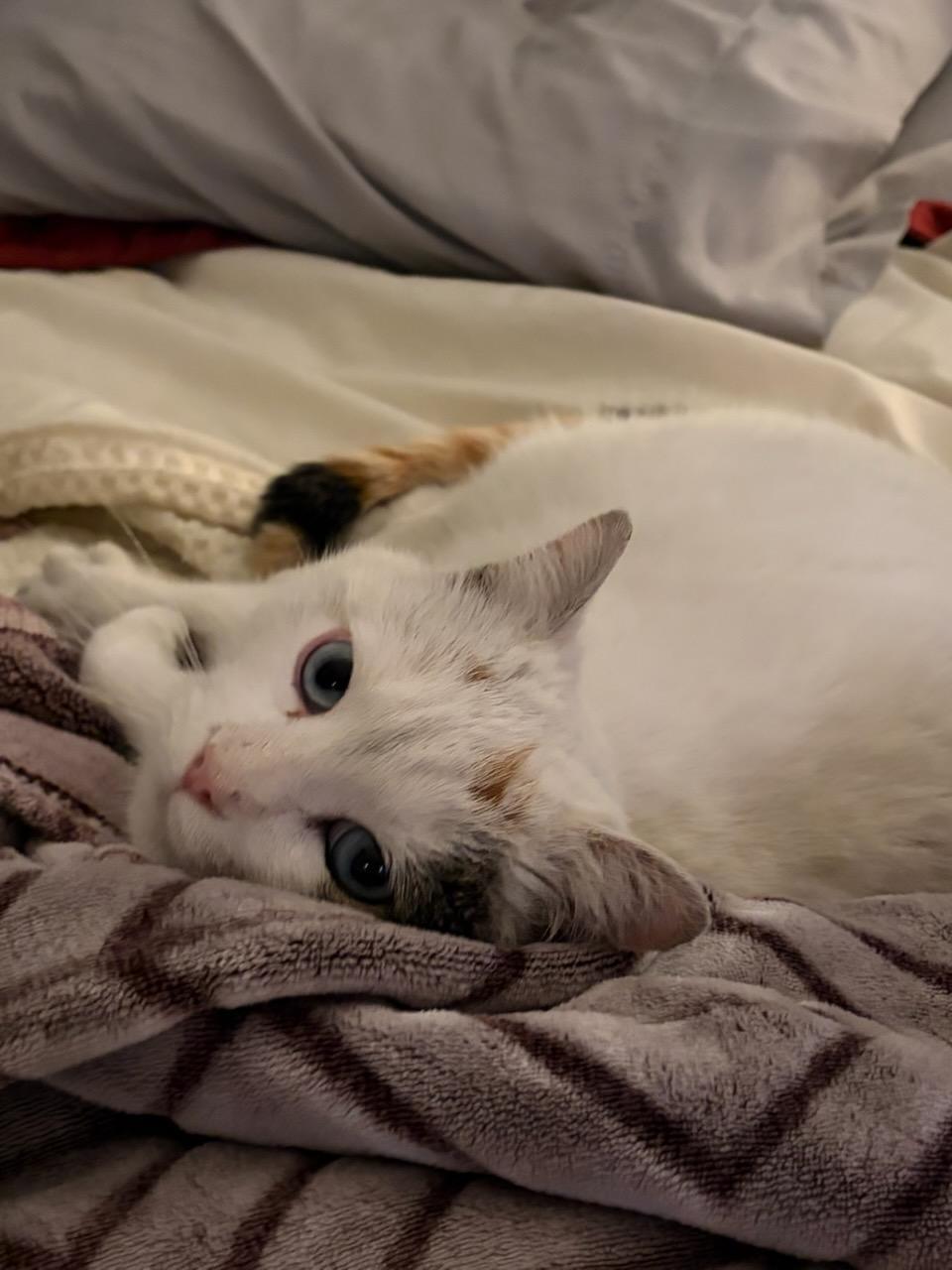 Enlarge Lilly, a ADOPTABLE Calico in Concord, OH image 3/3