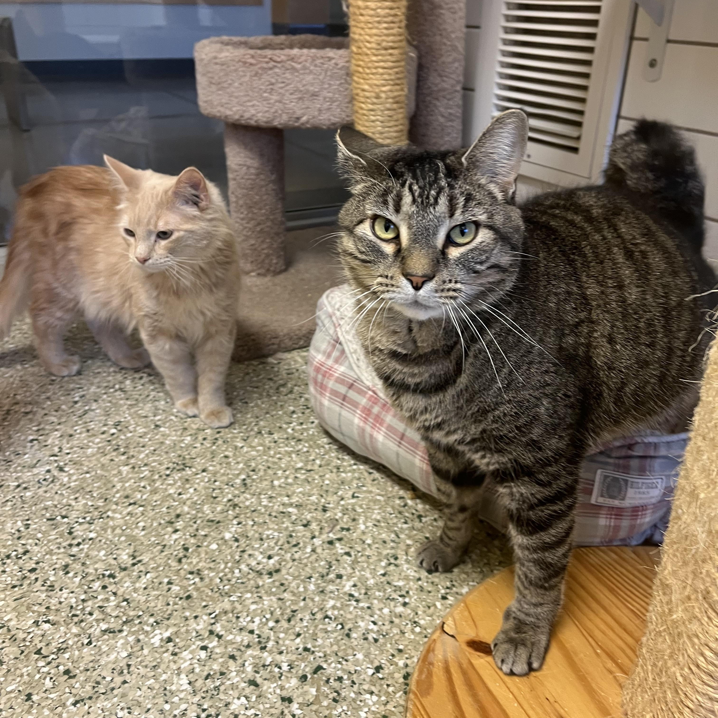 Enlarge Odin, a Adoptable mixed breed in Cedar Rapids, IA image 2/5