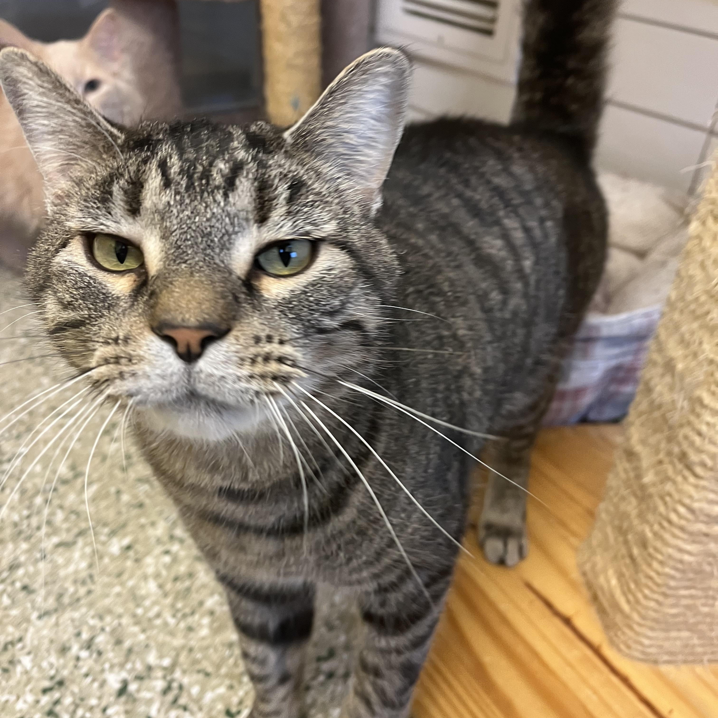 Enlarge Odin, a Adoptable mixed breed in Cedar Rapids, IA image 3/5