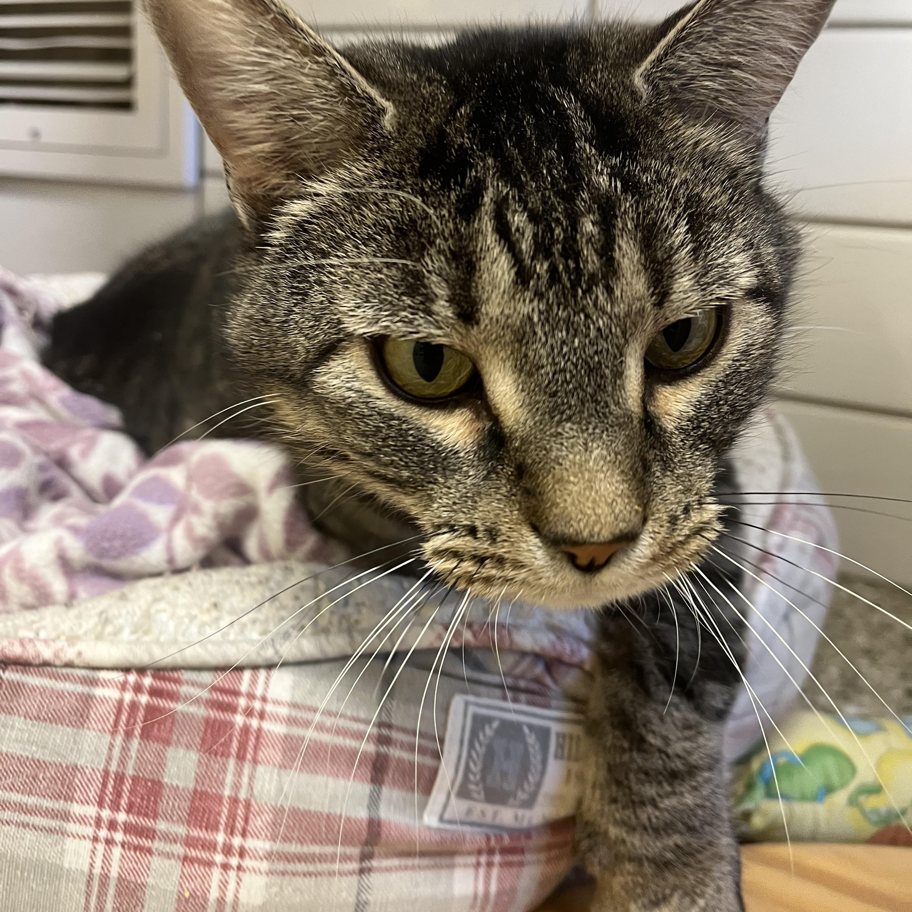 Enlarge Odin, a Adoptable mixed breed in Cedar Rapids, IA image 4/5