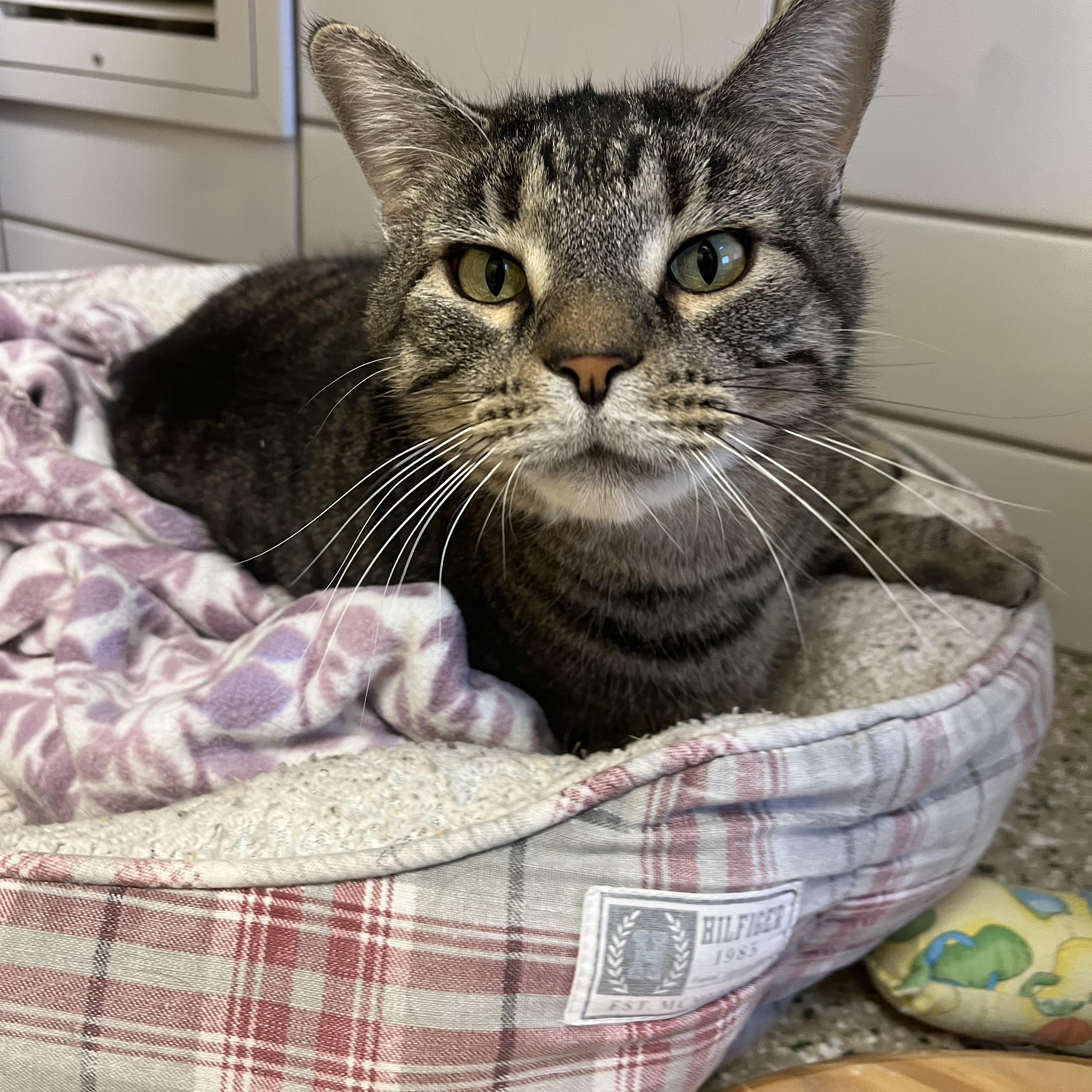 Odin, Adoptable, Adult Male Domestic Short Hair.