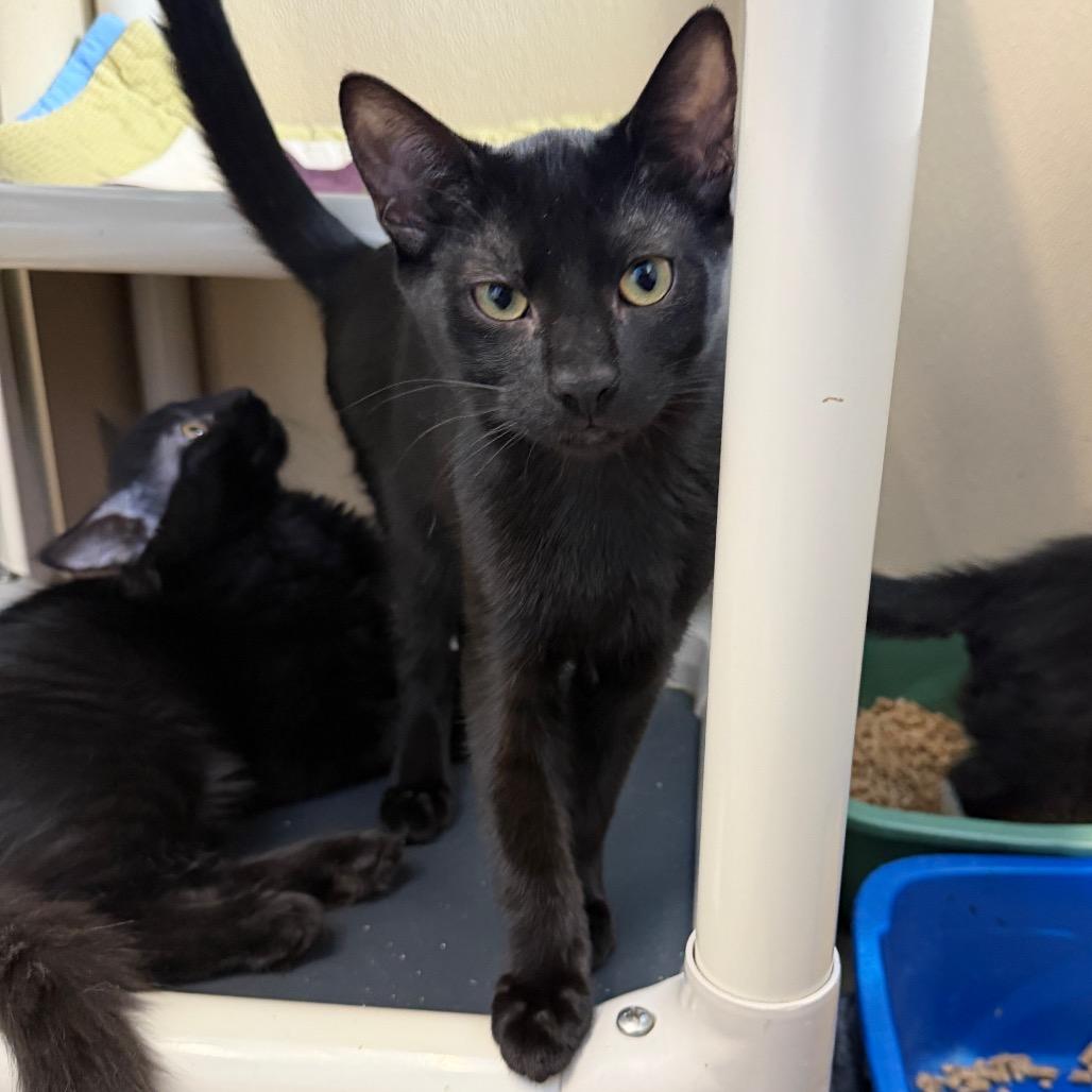 Napoleon Solo, Adoptable, Young Male Domestic Short Hair.