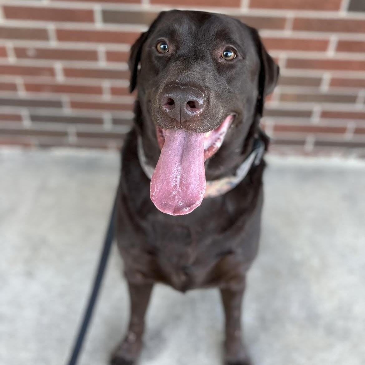 Rex, ADOPTABLE, Adult Male Chocolate Labrador Retriever.