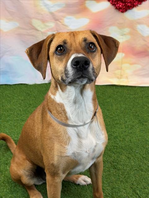 Enlarge FERBIE, a Adoptable mixed breed in Houston, TX image 1/1