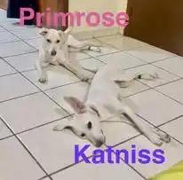 Enlarge Katniss, a ADOPTABLE mixed breed in Sierra Vista, AZ image 2/2