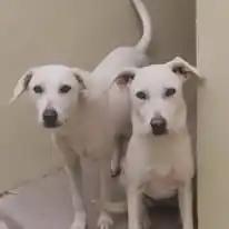 Enlarge Katniss, a ADOPTABLE mixed breed in Sierra Vista, AZ image 1/2