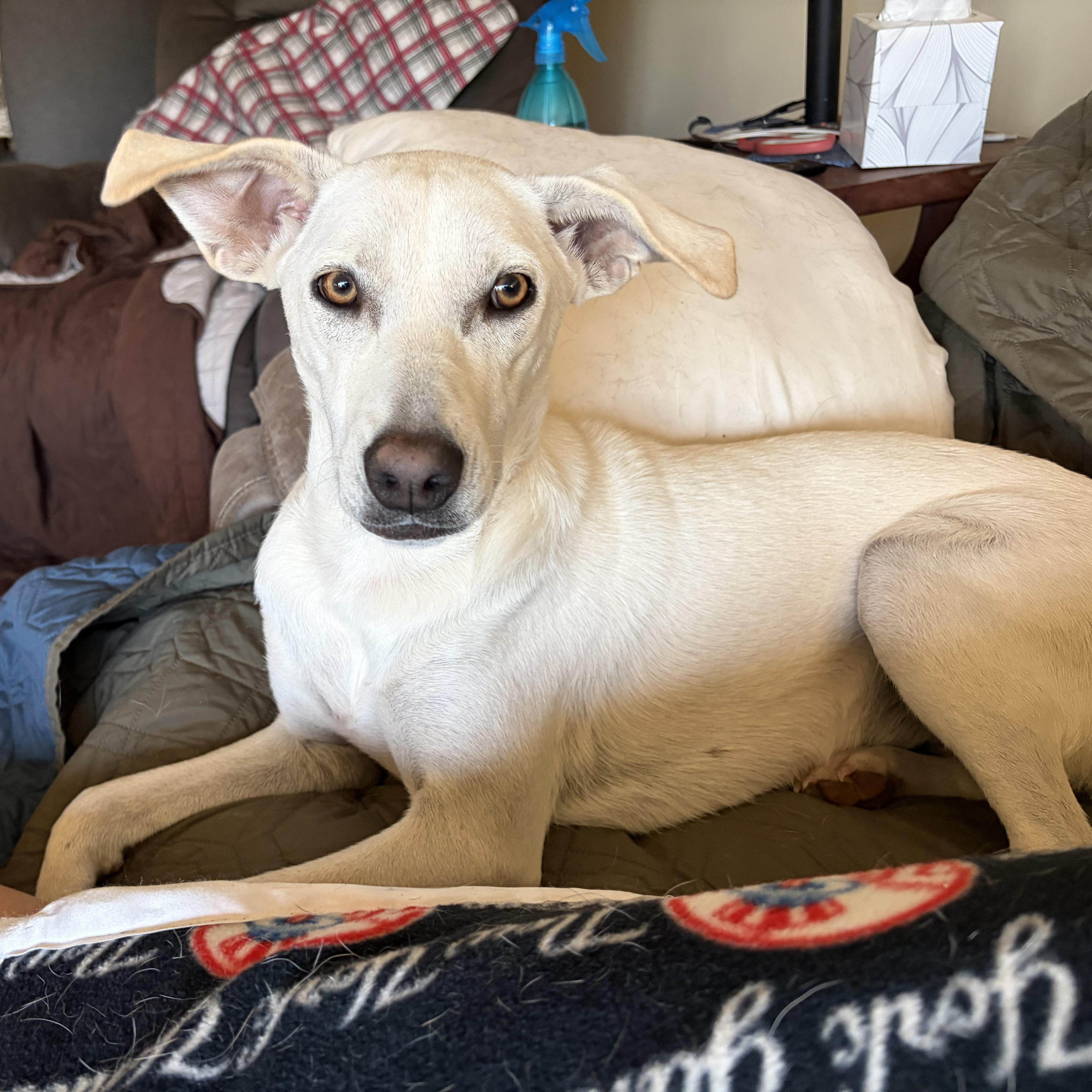 Katniss, a ADOPTABLE Mixed Breed in Sierra Vista, AZ image 2/4