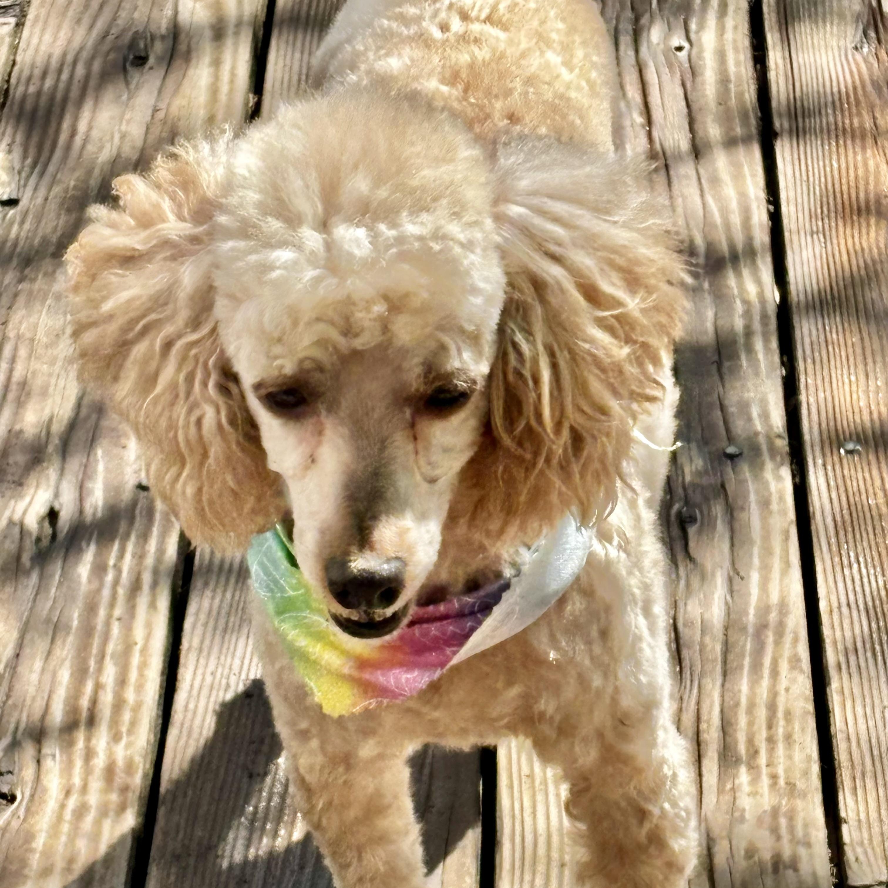 Enlarge Margaret Miller, a Adoptable Miniature Poodle in Plano, TX image 2/3