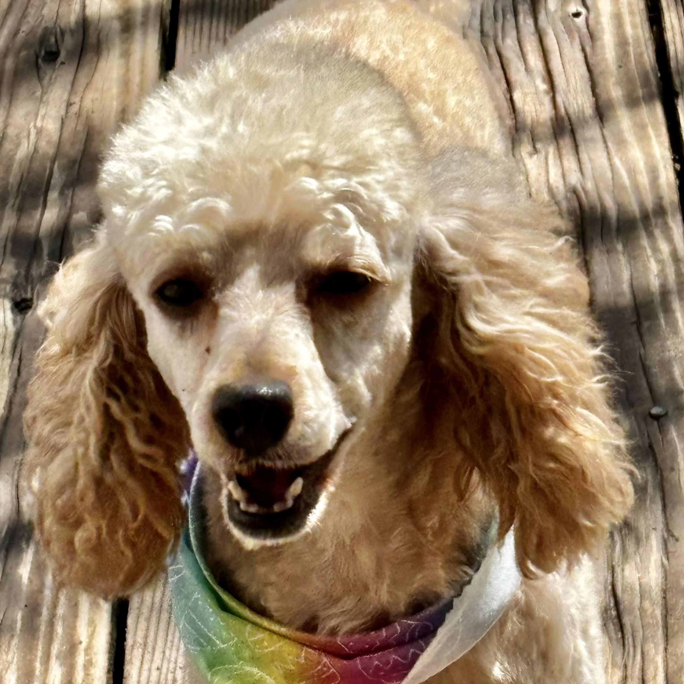 Margaret Miller, Adoptable, Young Female Miniature Poodle.