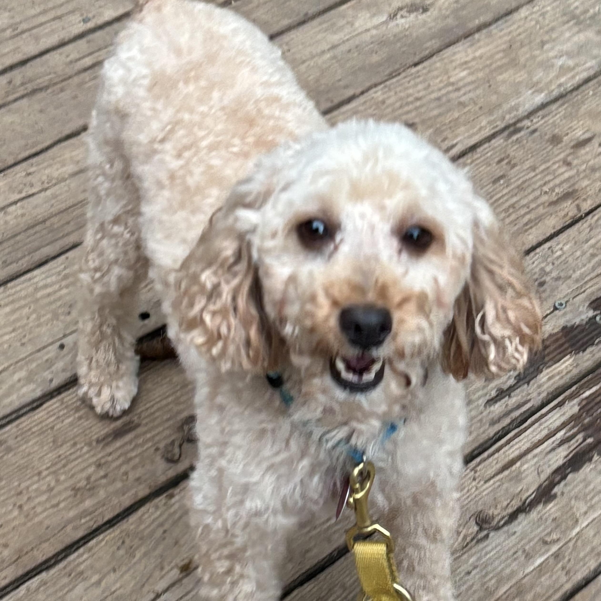 Margaret Miller, Adoptable, Young Female Miniature Poodle.