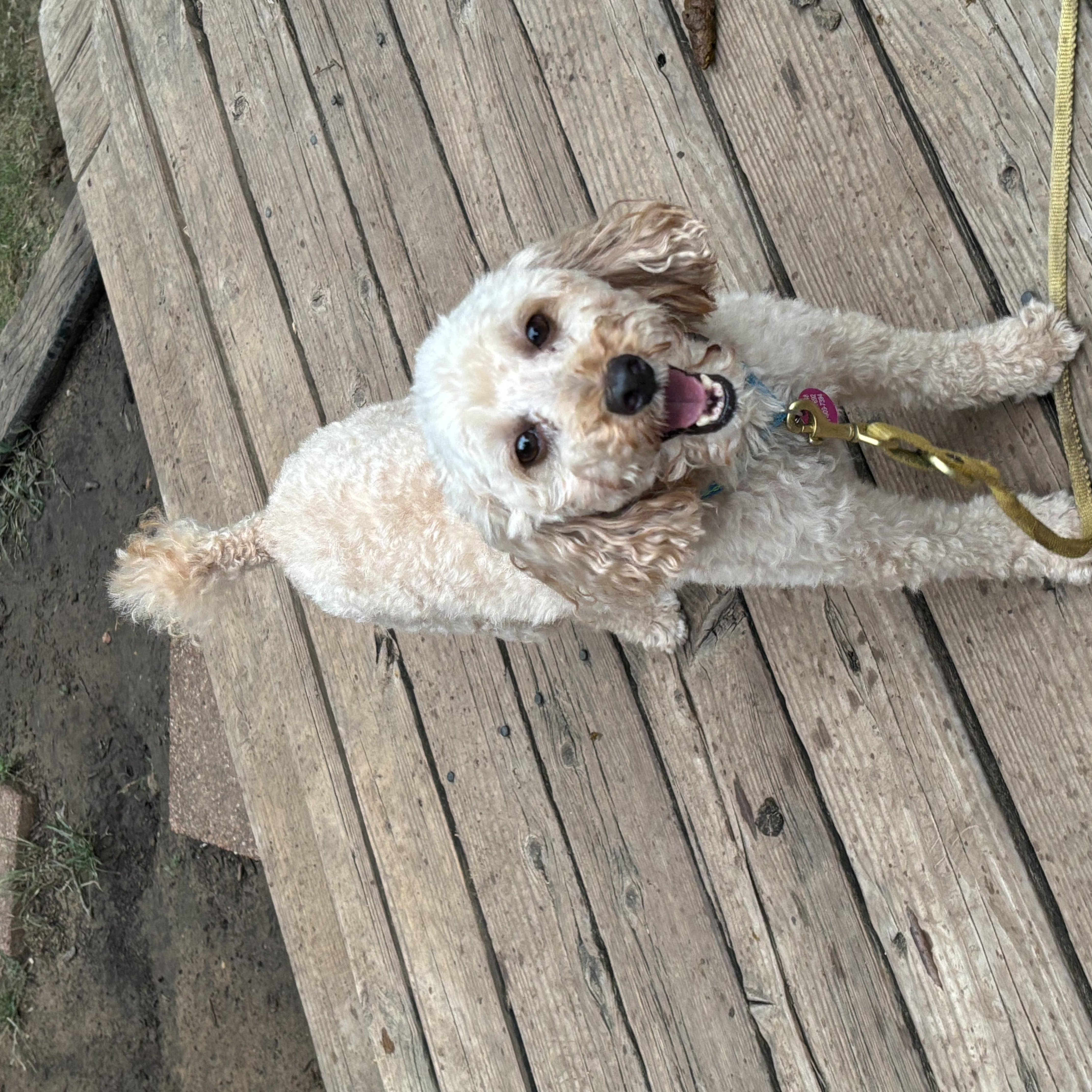 Margaret Miller, a Adoptable Miniature Poodle in Plano, TX image 2/6