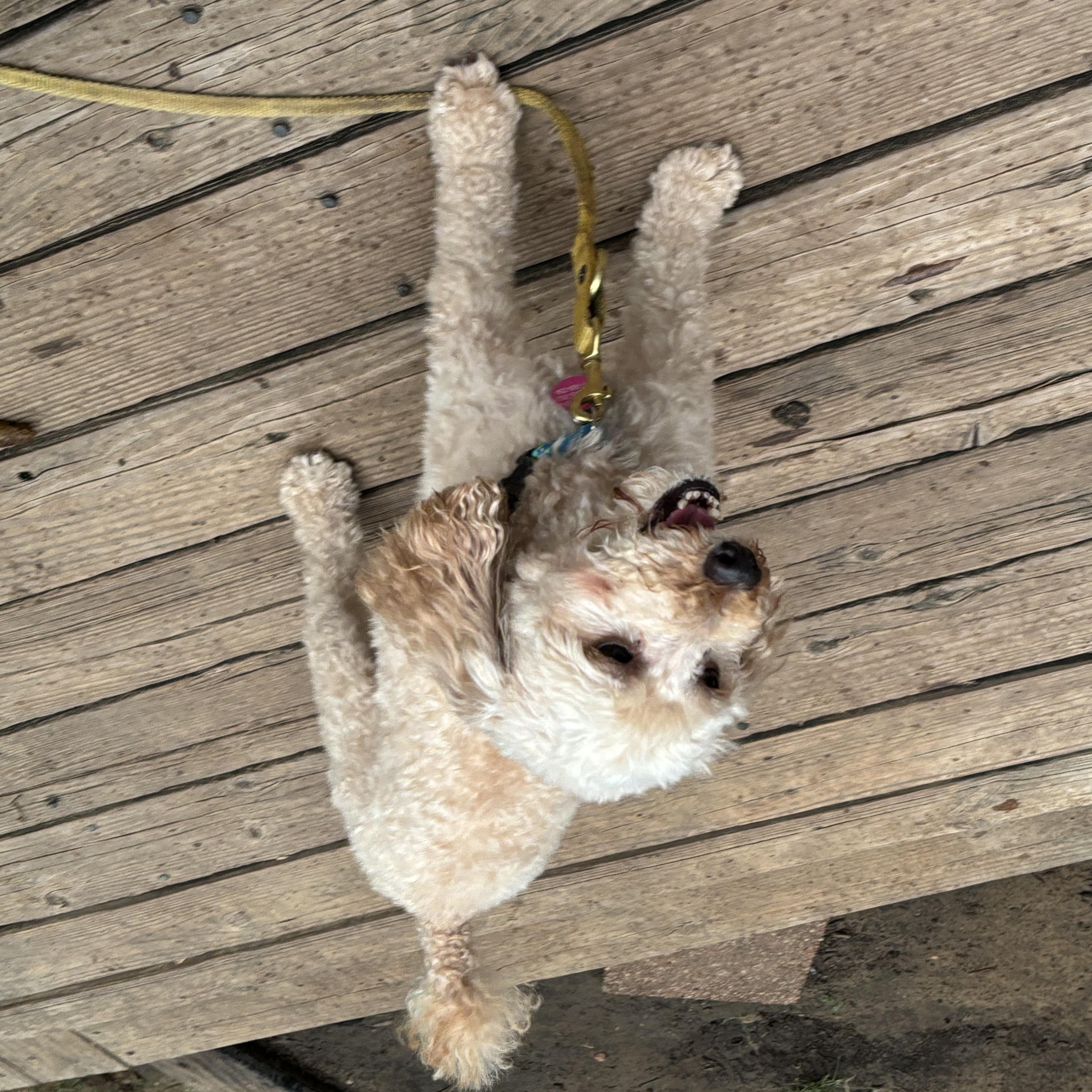 Margaret Miller, a Adoptable Miniature Poodle in Plano, TX image 6/6