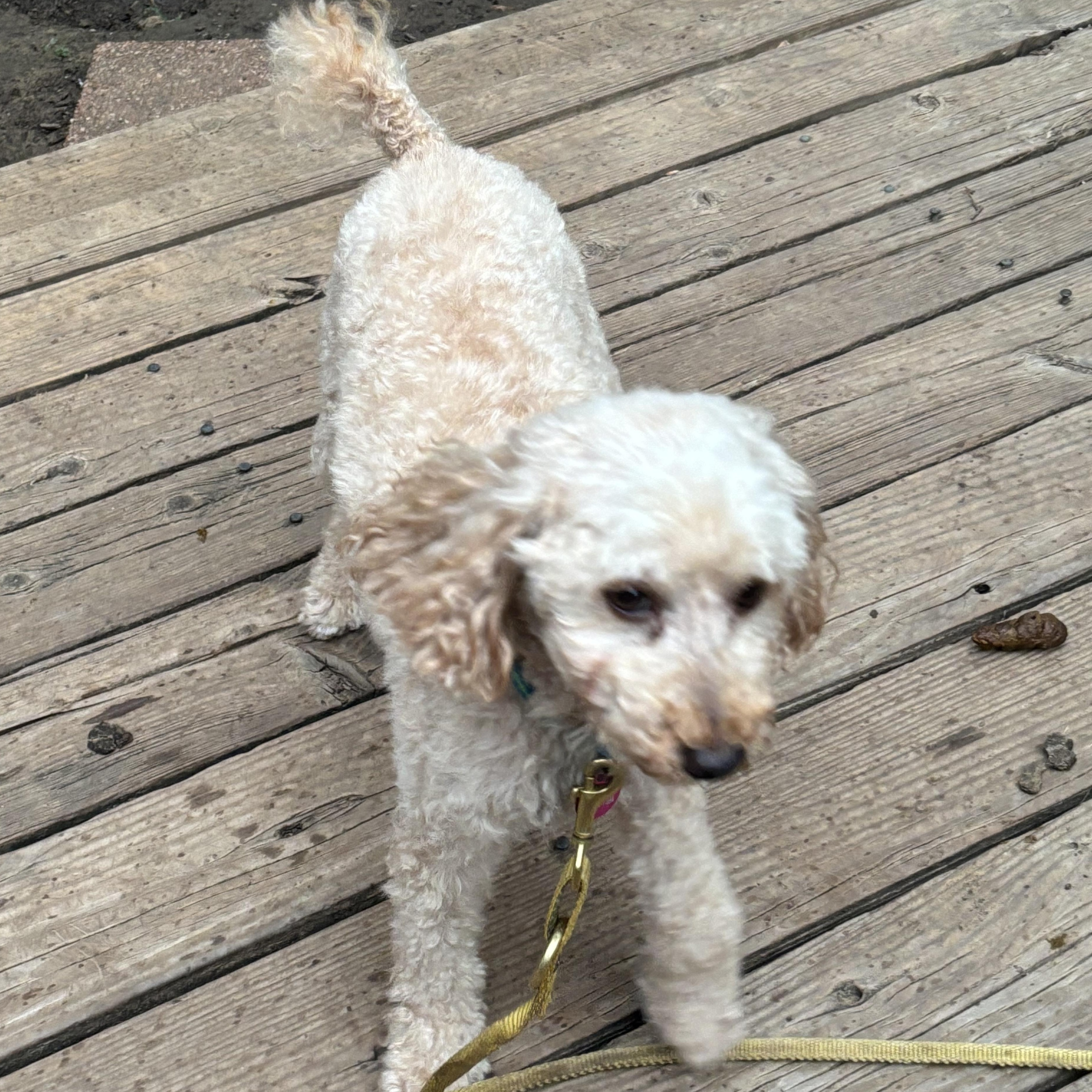 Margaret Miller, a Adoptable Miniature Poodle in Plano, TX image 5/6