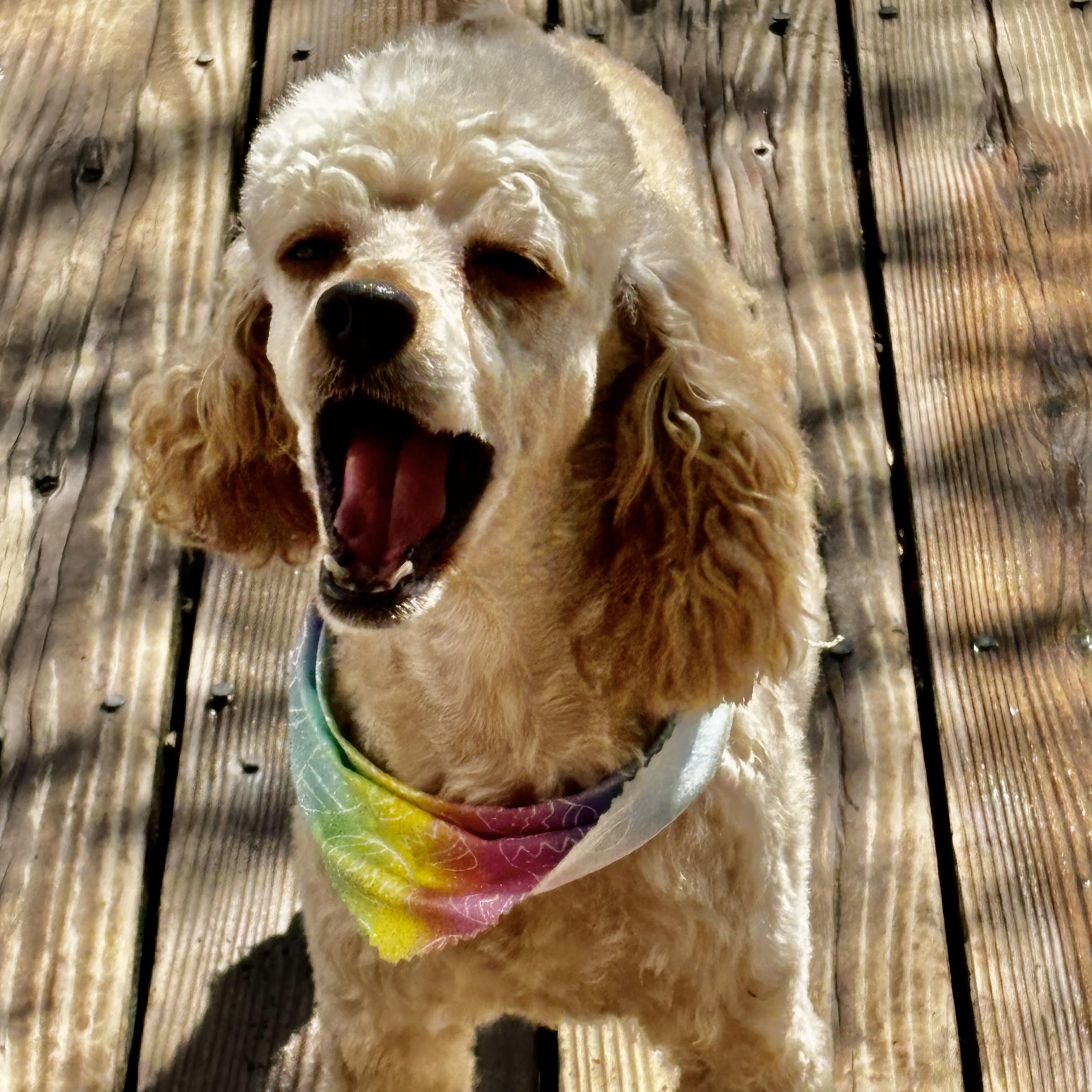 Enlarge Margaret Miller, a Adoptable Miniature Poodle in Plano, TX image 3/3