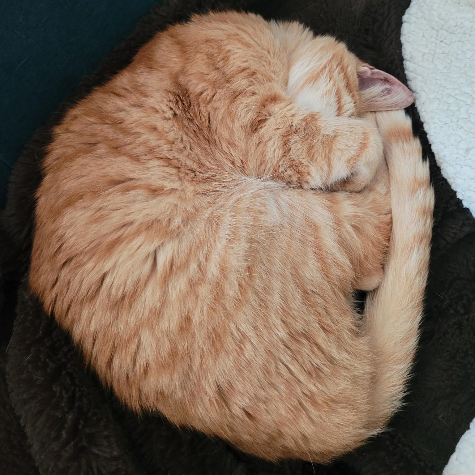 Enlarge Sir Lancelot, a Adoptable mixed breed in Omaha, NE image 4/5