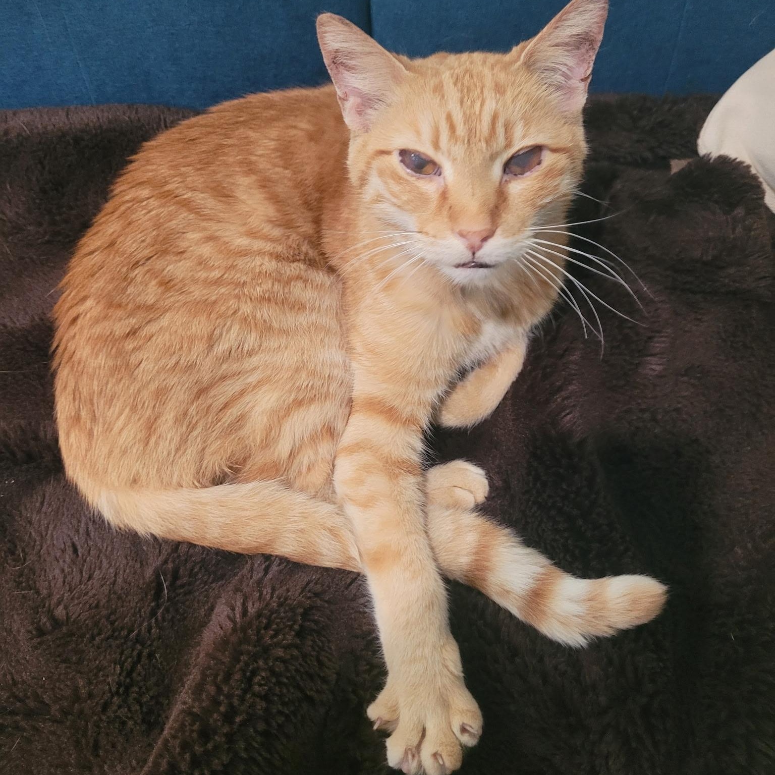 Enlarge Sir Lancelot, a Adoptable mixed breed in Omaha, NE image 5/5