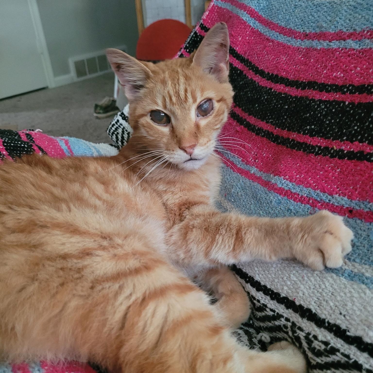 Sir Lancelot, Adoptable, Senior Male Domestic Short Hair & Tabby.