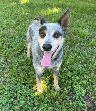 Charlie Bleu, a Adoptable mixed breed in Mocksville, NC image 1/5