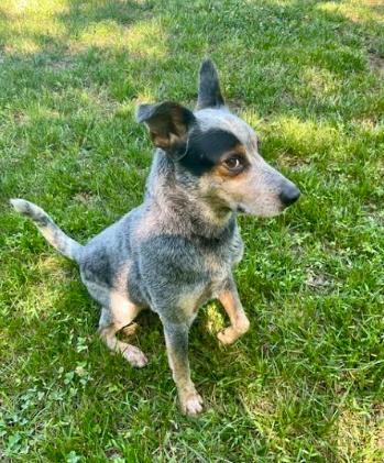 Charlie Bleu, a Adoptable mixed breed in Mocksville, NC image 2/5