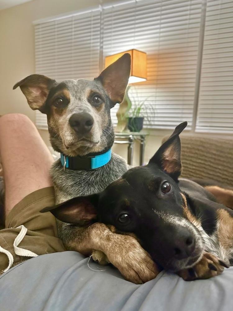 Charlie Bleu, Adoptable, Adult Male Australian Cattle Dog / Blue Heeler.