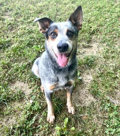 Charlie Bleu, a Adoptable mixed breed in Mocksville, NC image 3/5