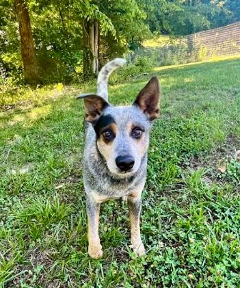 Charlie Bleu, a Adoptable mixed breed in Mocksville, NC image 4/5
