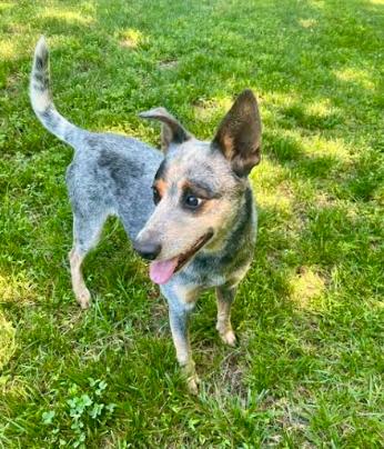 Charlie Bleu, a Adoptable mixed breed in Mocksville, NC image 5/5