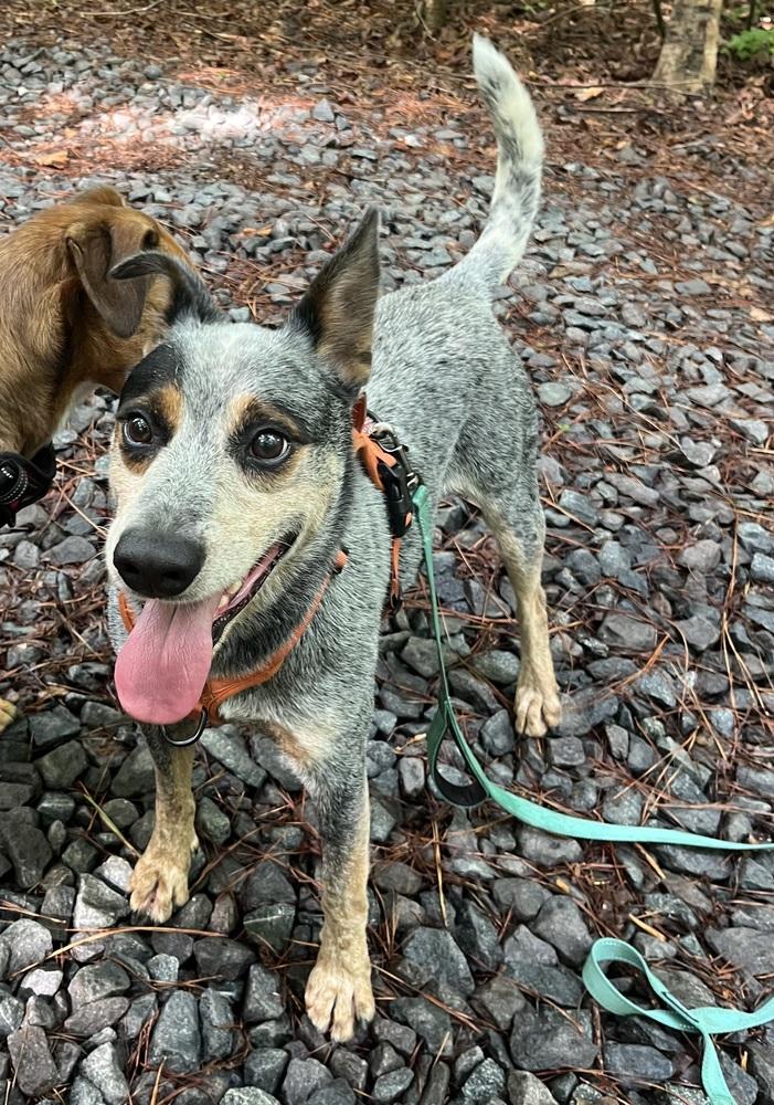 Enlarge Charlie Bleu, a Adoptable mixed breed in Mocksville, NC image 2/6