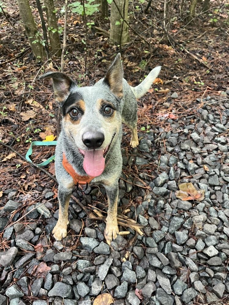 Enlarge Charlie Bleu, a Adoptable mixed breed in Mocksville, NC image 3/6